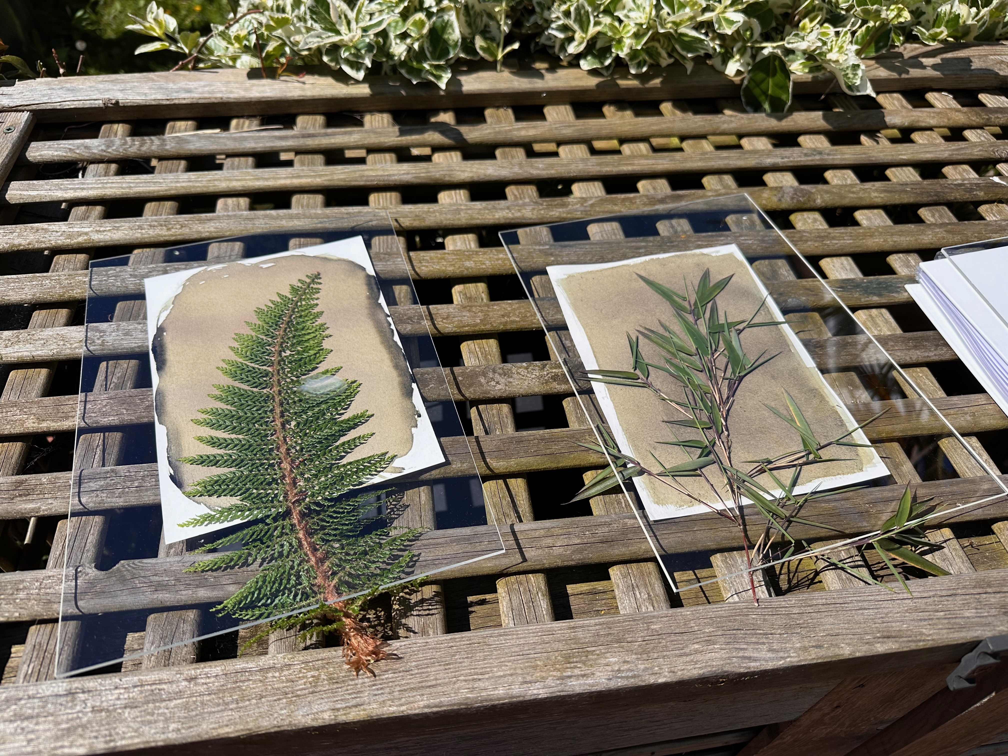 Various leaves resting on paper coated in sensitizer. A perspex sheet holds the leaves in place so they don’t move during development.