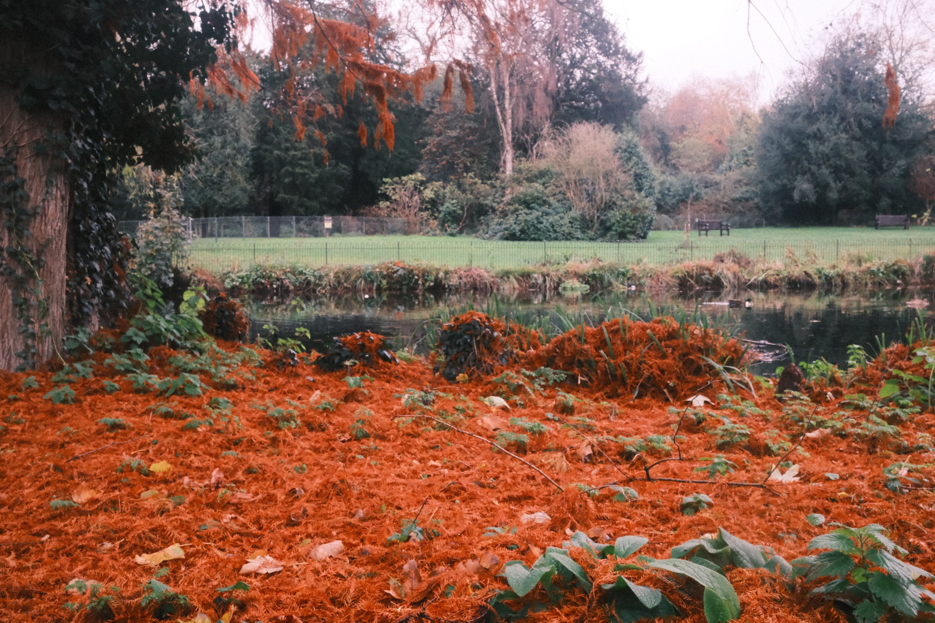 A view across the lake in Chiswick House, the foreground dominated by the deep orange of fallen pine needles