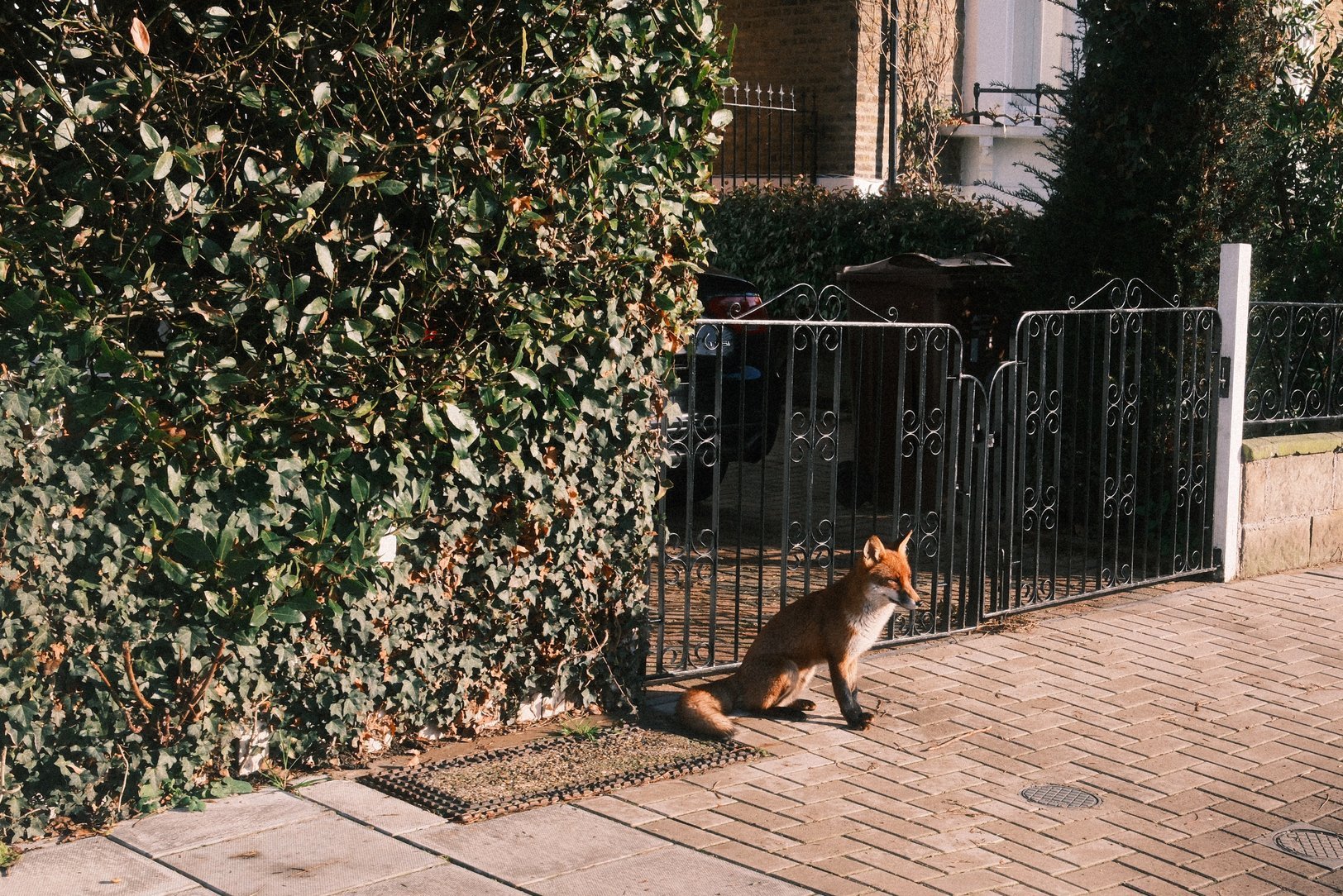 a fox stands guard outside a gate
