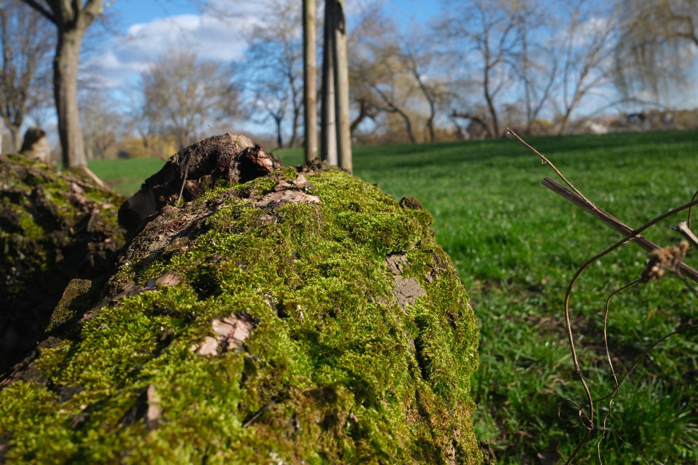 A photo of a moss covered log, green grass and blue sky in the background