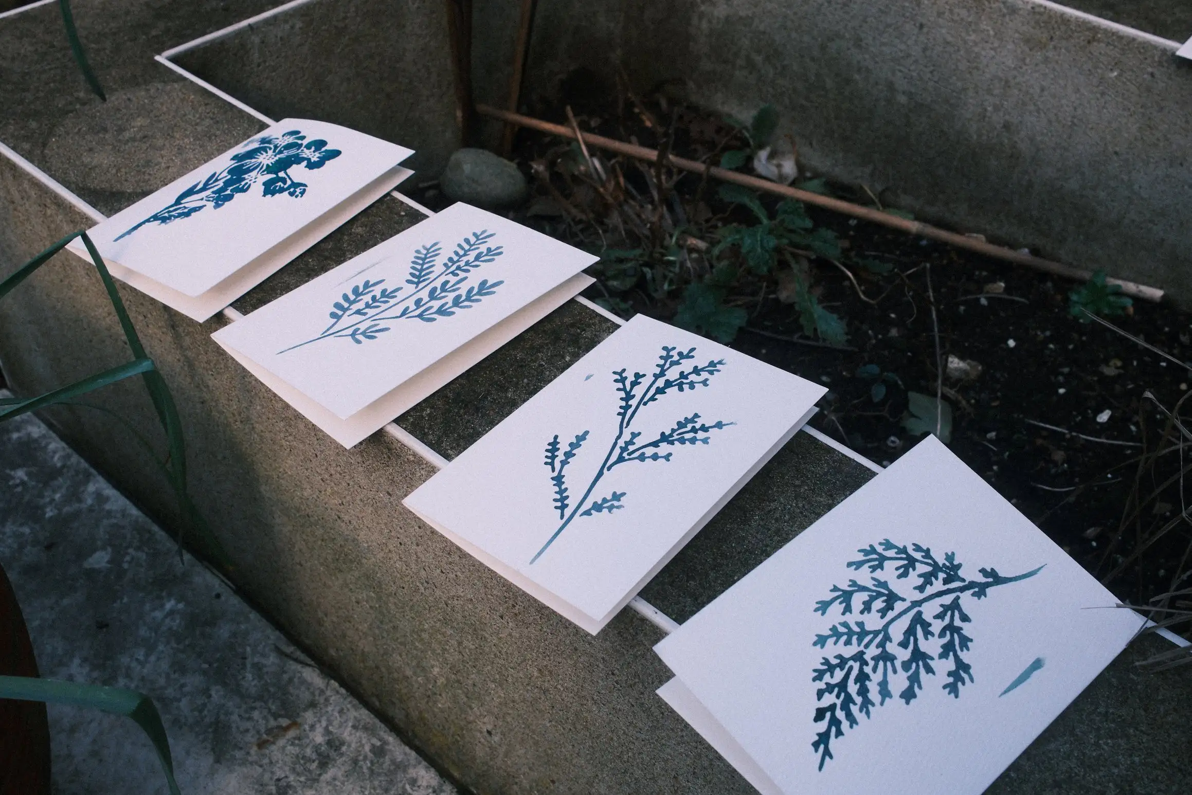 Four greetings cards are laid out on a garden wall. On each card is a different flower pattern in cyanotype.