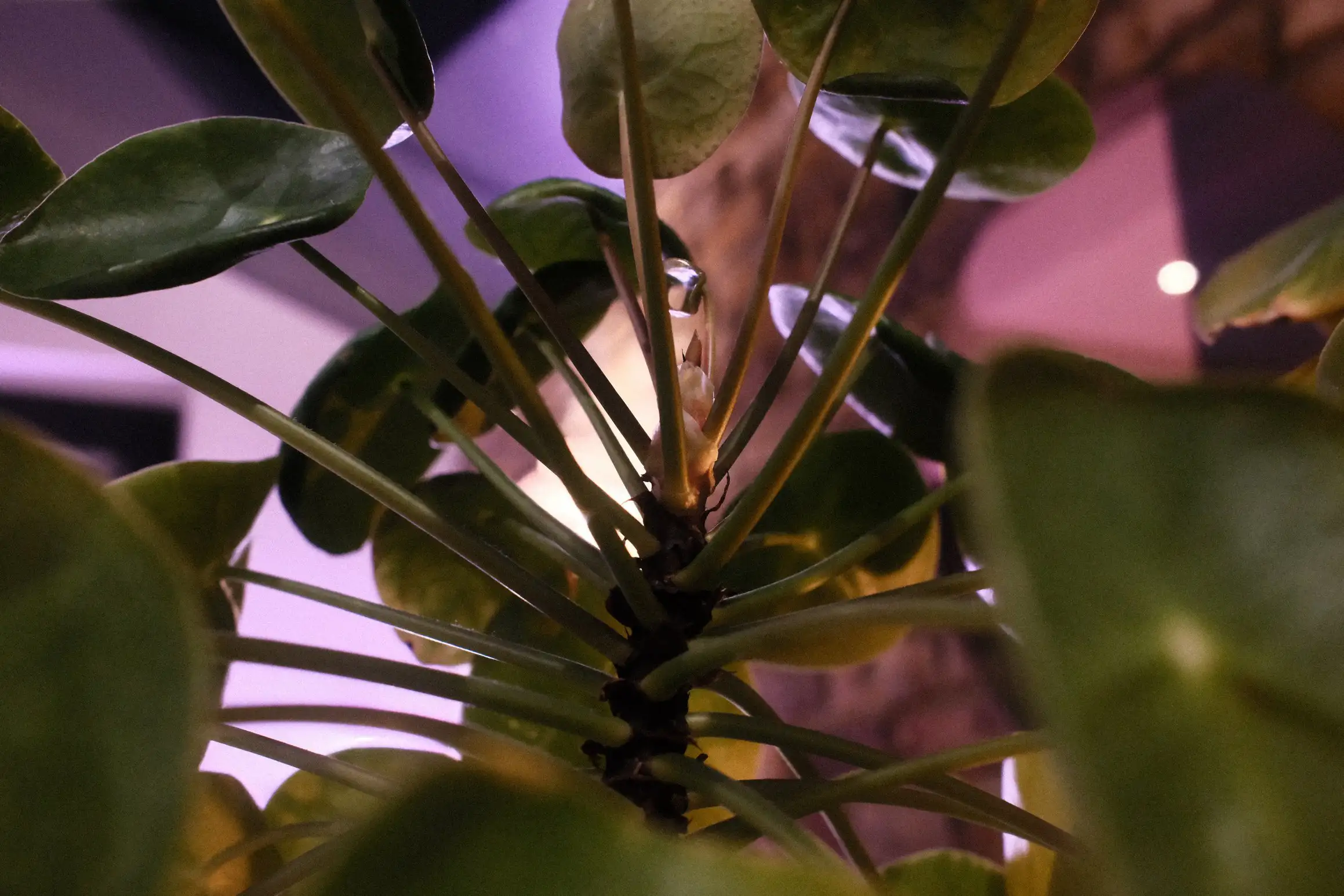a photo looking through the heart of a leafy indoor plant