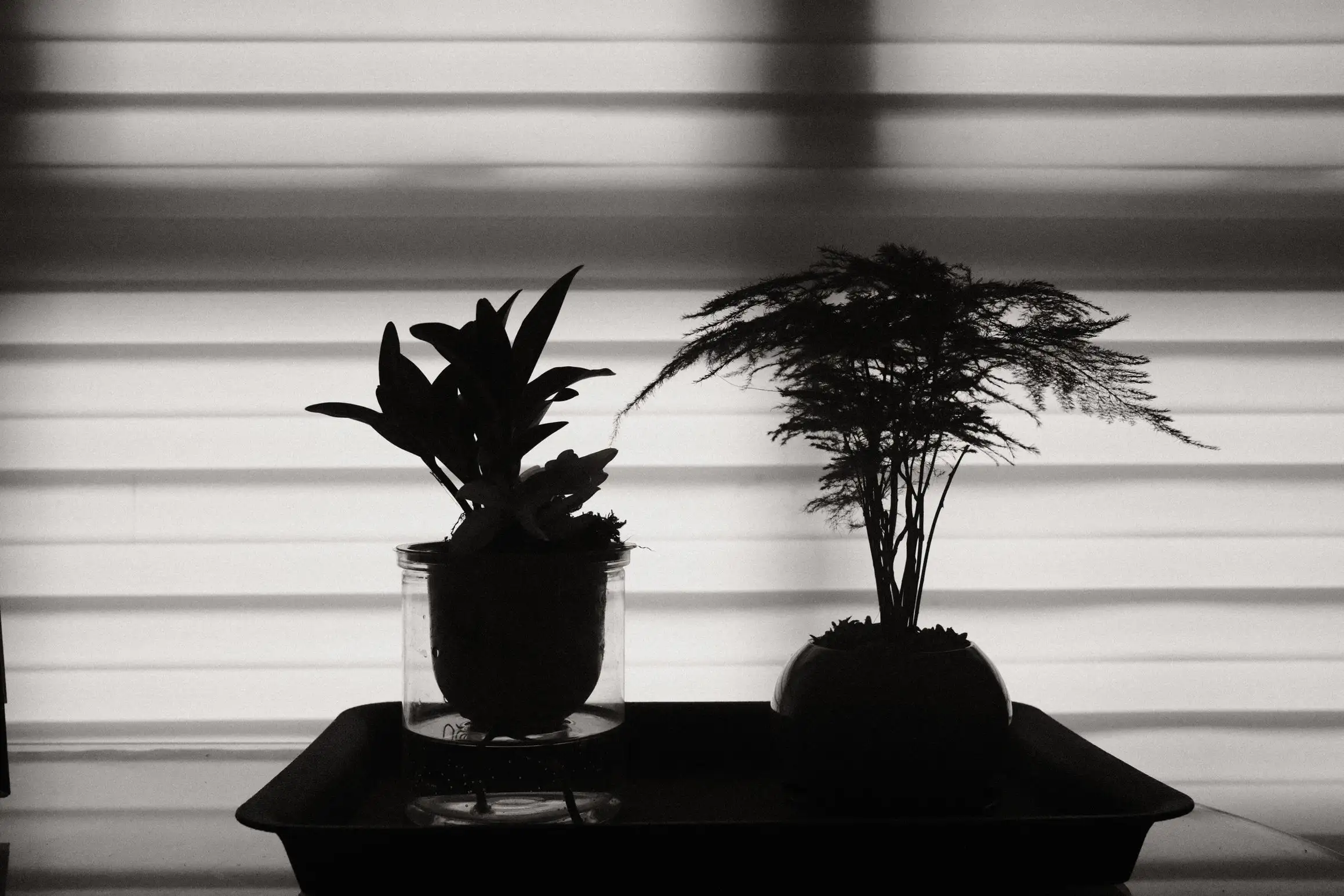 A black and white photo of two small plants silhouetted against window blinds.