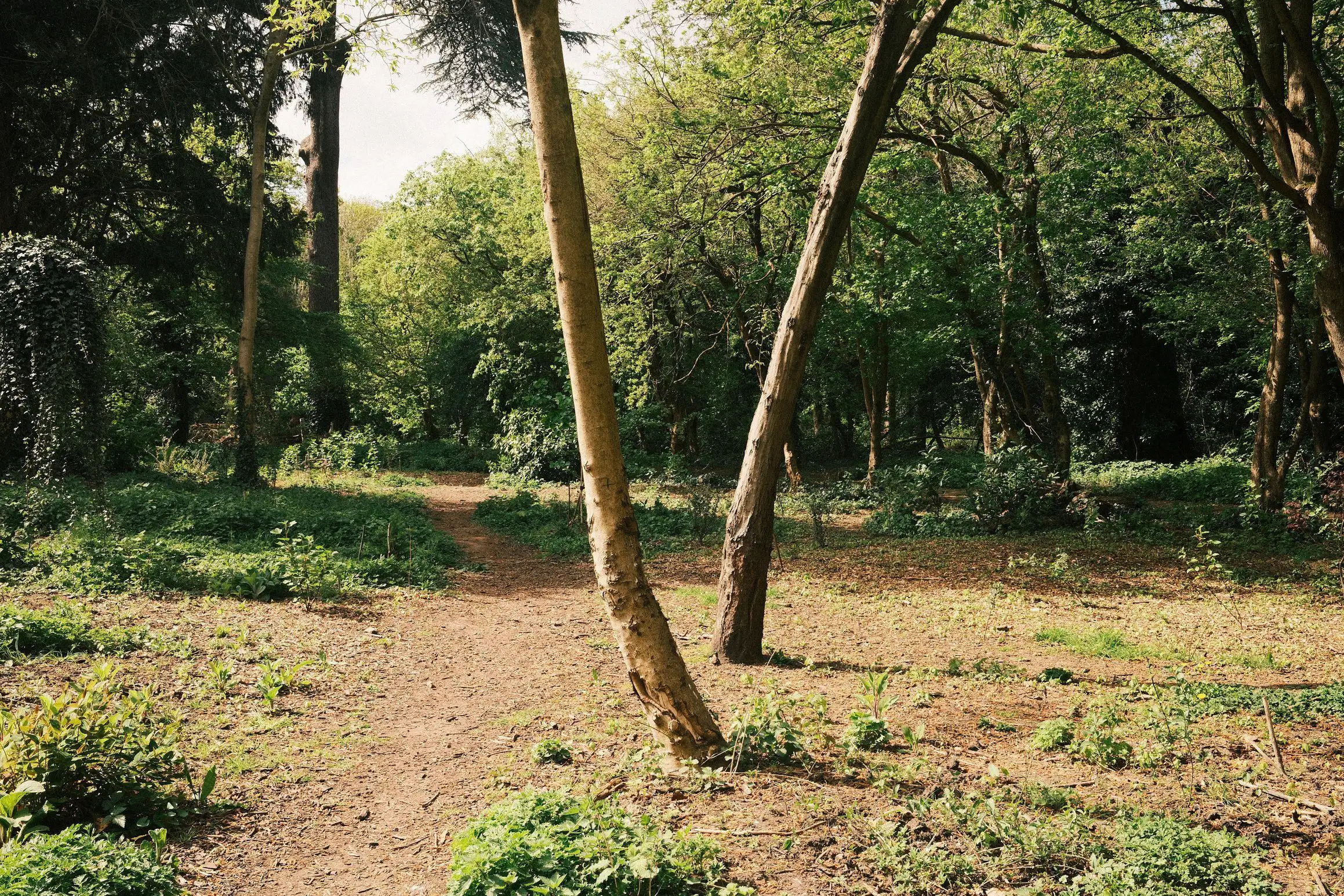 A photo looking along a wooded path, two bare tree trunks rise from a common point in the ground forming a V.