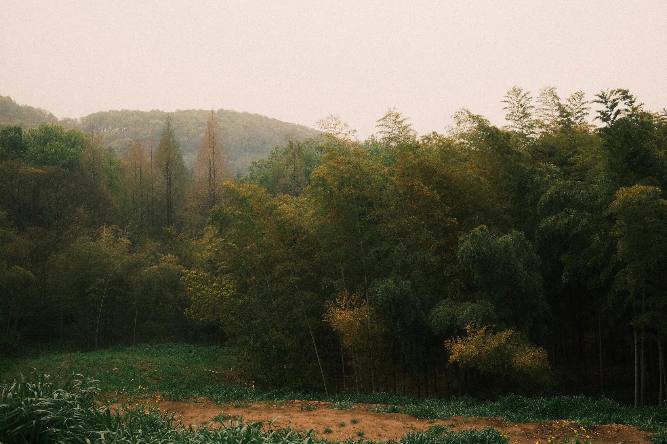 looking out at the bamboo that lines the lower parts of purple mountain