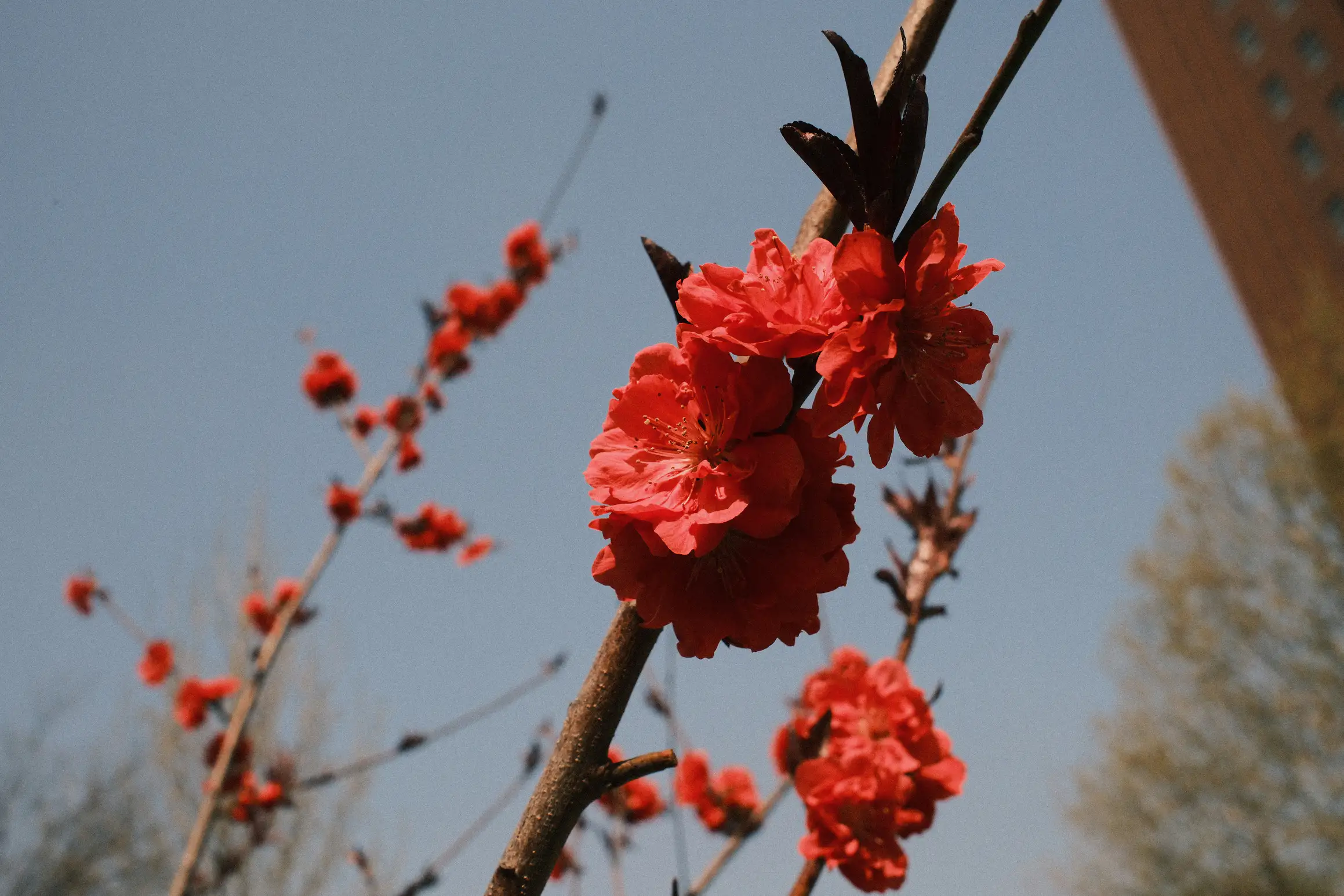 looking up at blossom on a branch