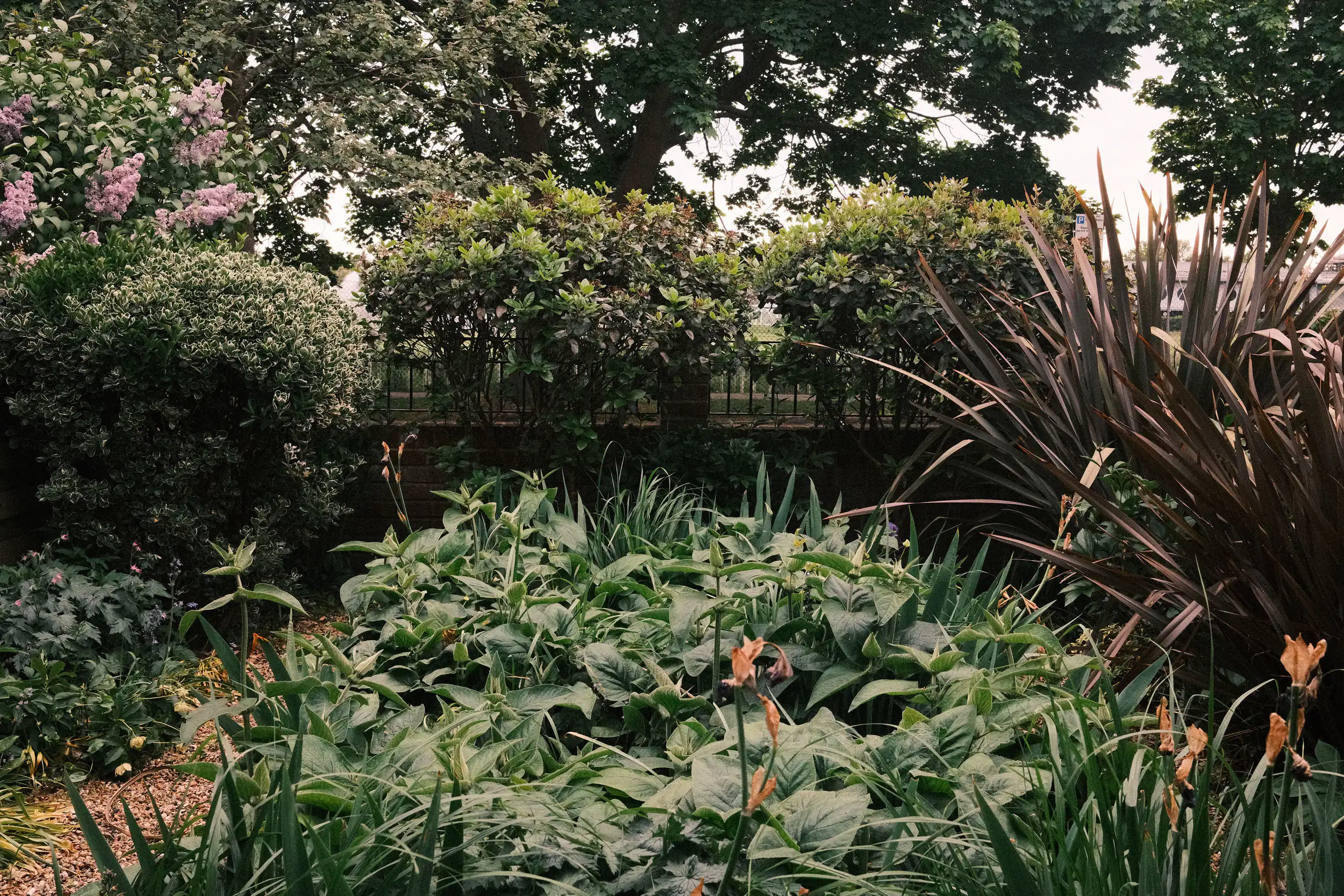 a small garden, dense with green foliage