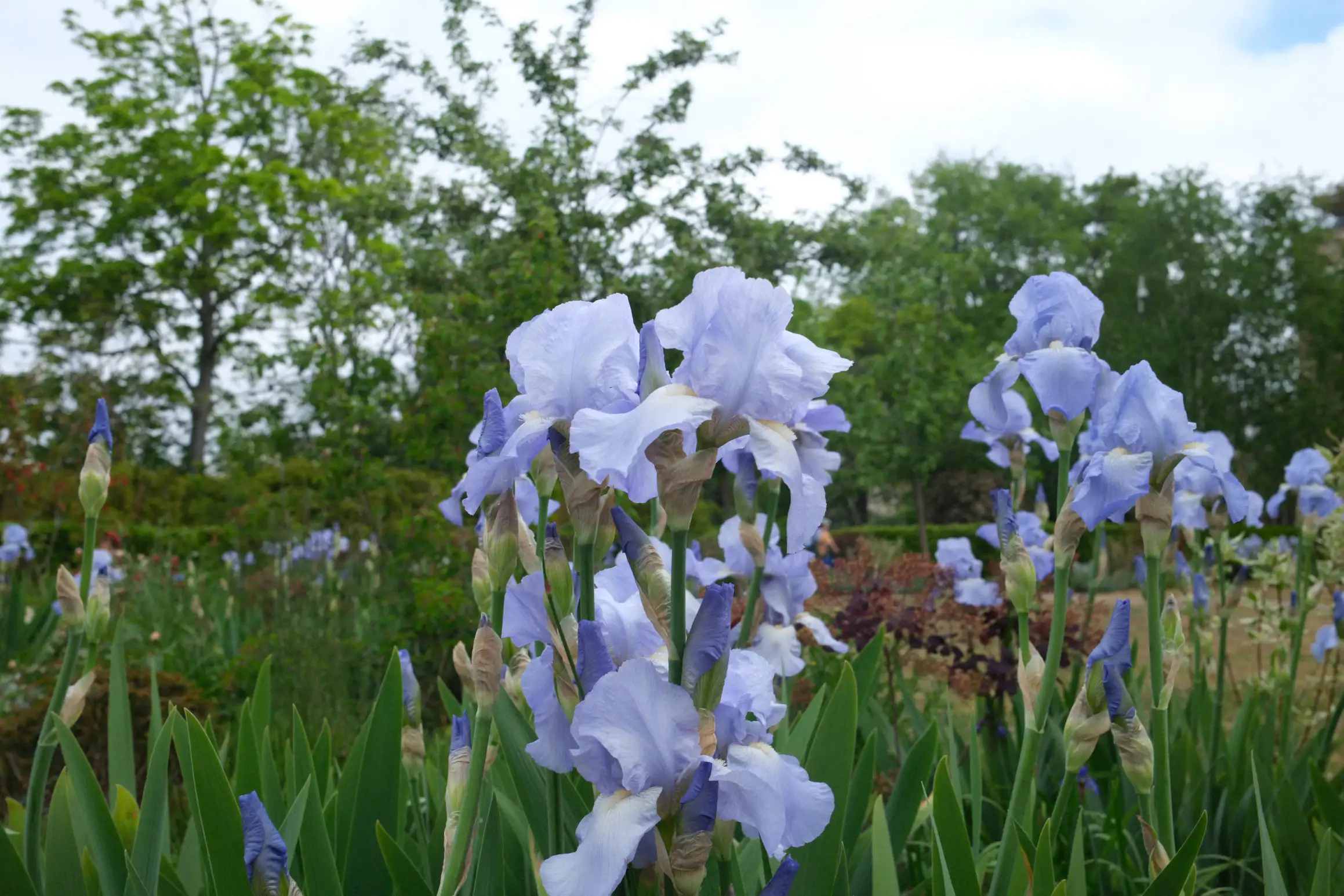 a close up photo of some blue flowers in a park, green leaves on the trees provide a contrasting background