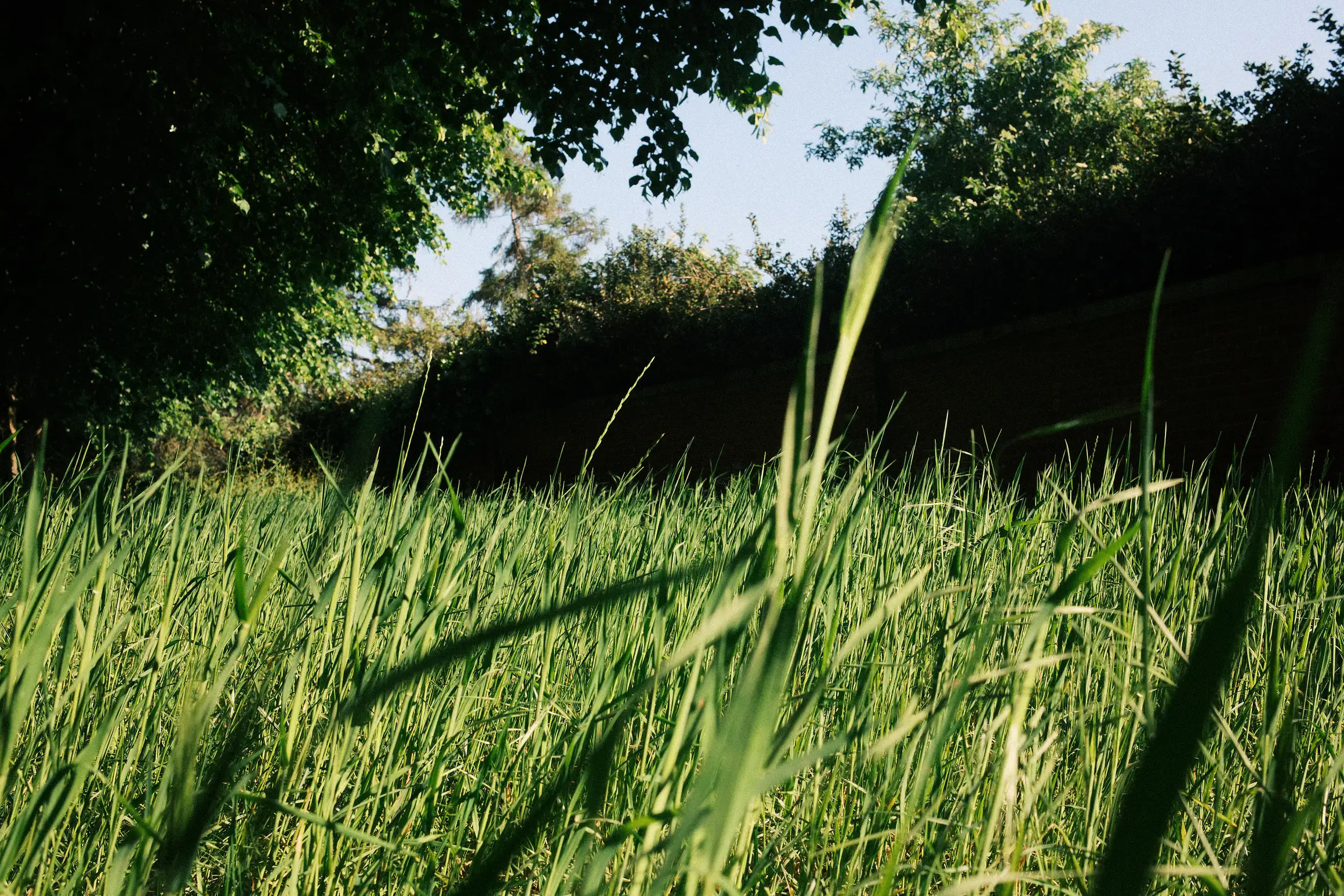 a photo looking up through long grass to the green leaves on the trees in the distance