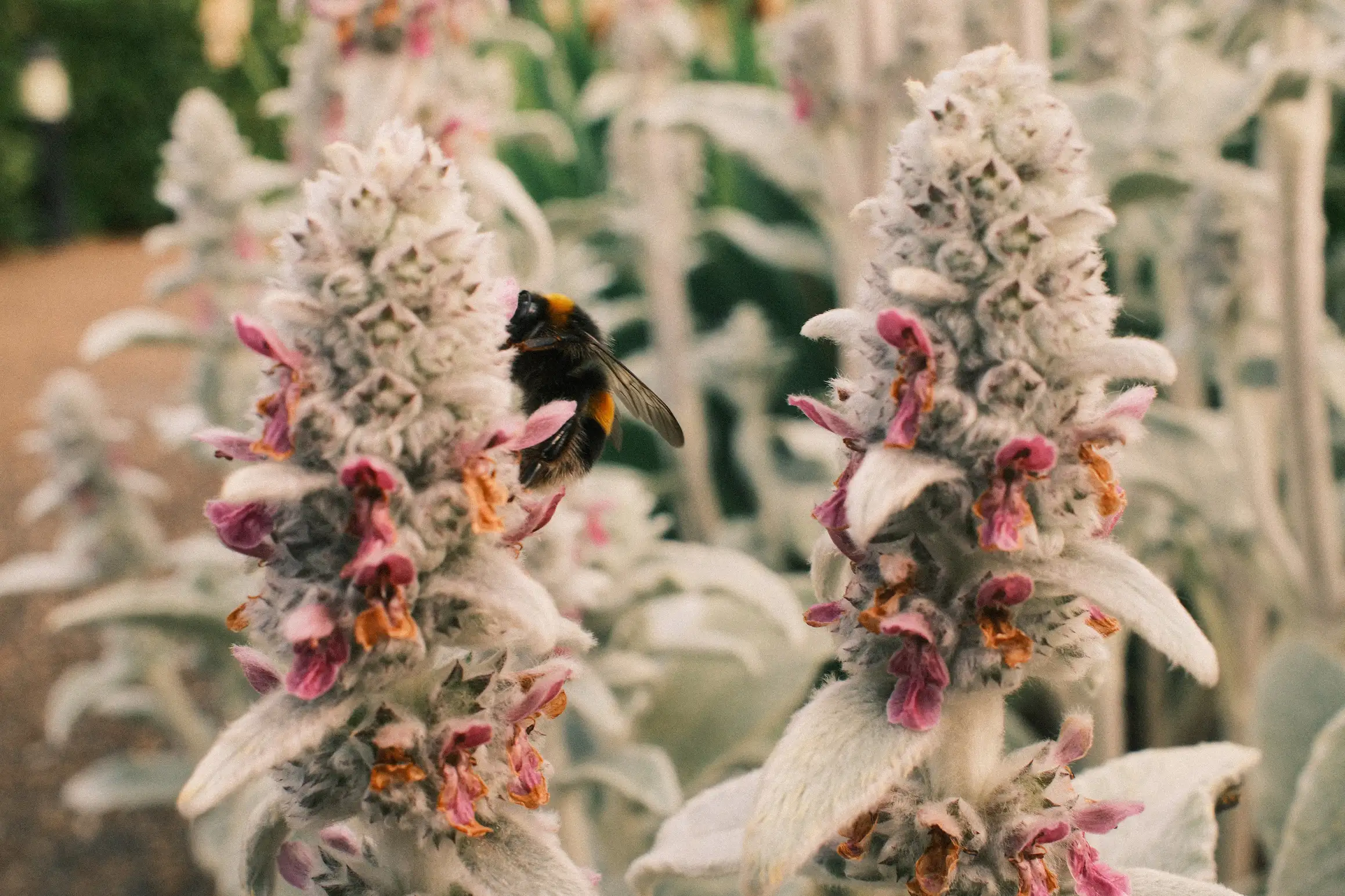 a photo of a bumblebee on a flower