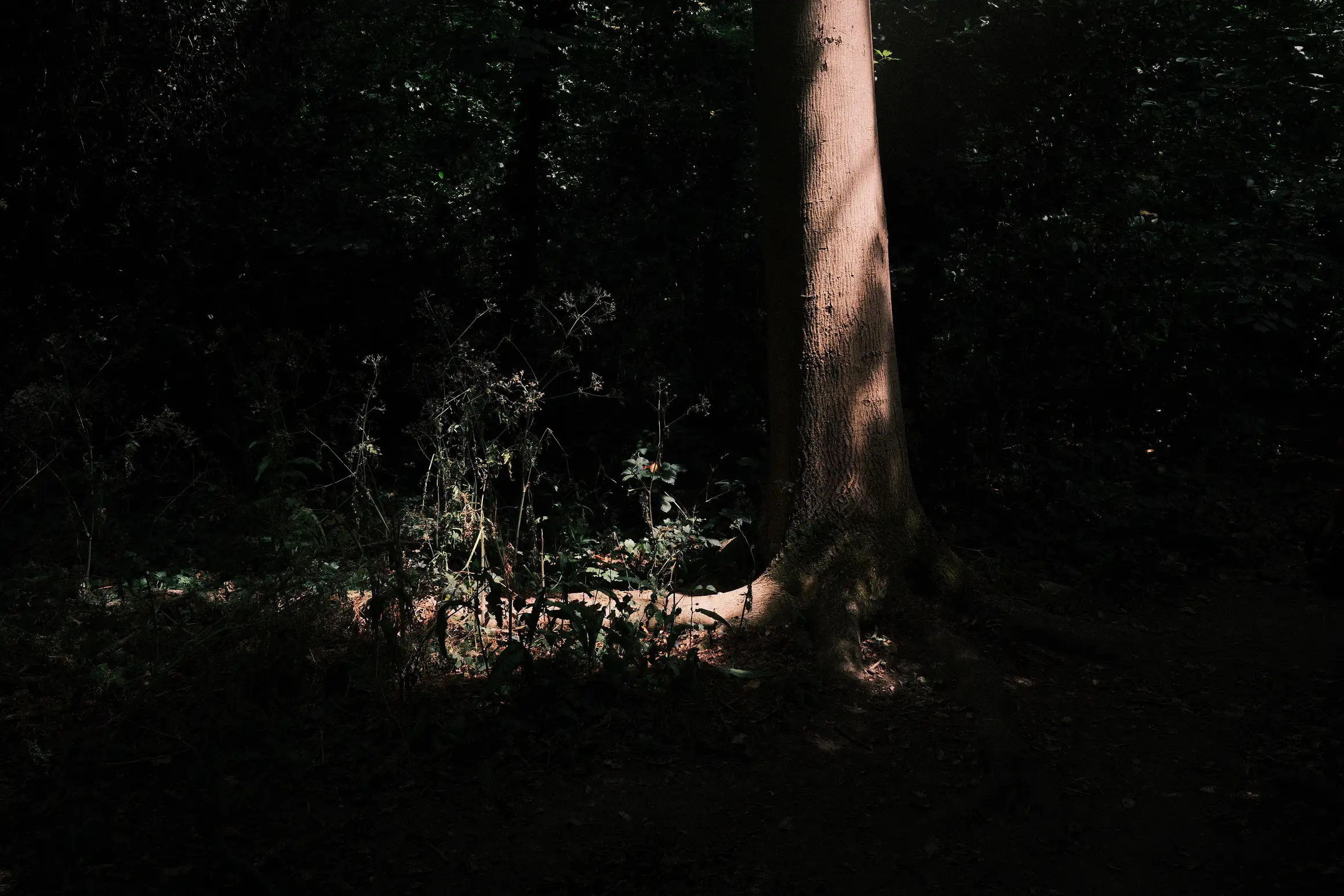 a dark photo of a tree trunk, the trunk and a large root are the only things lit in the image