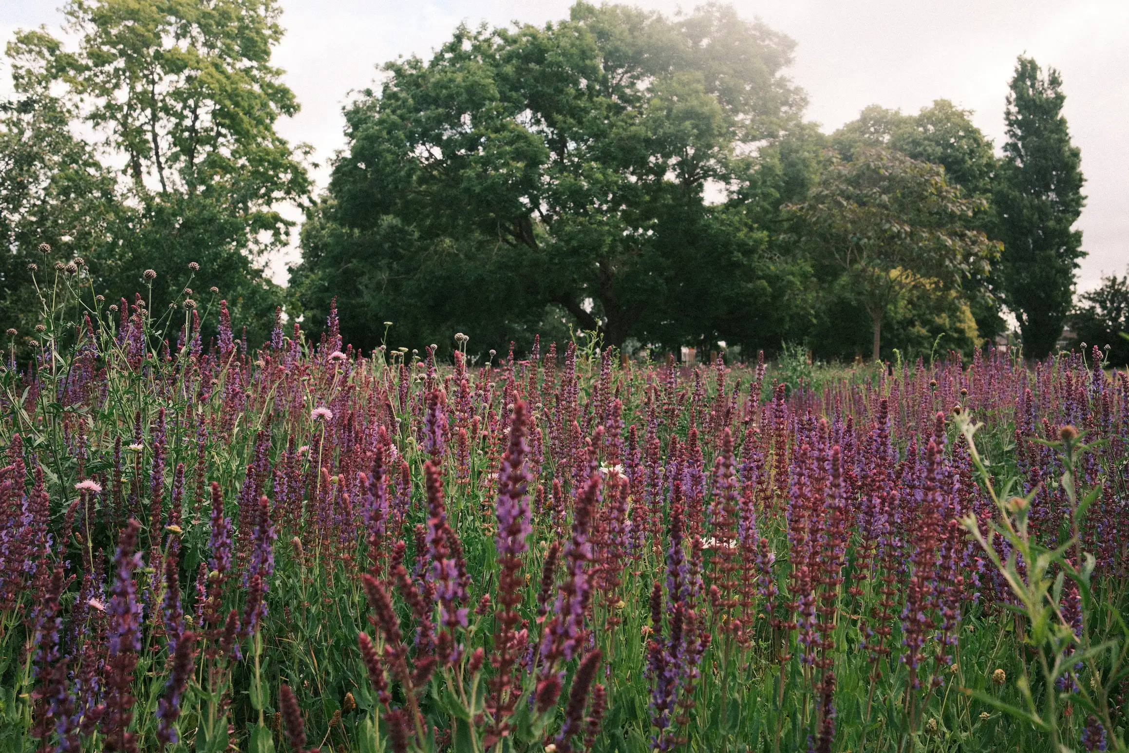 a photo looking over a field of lavender