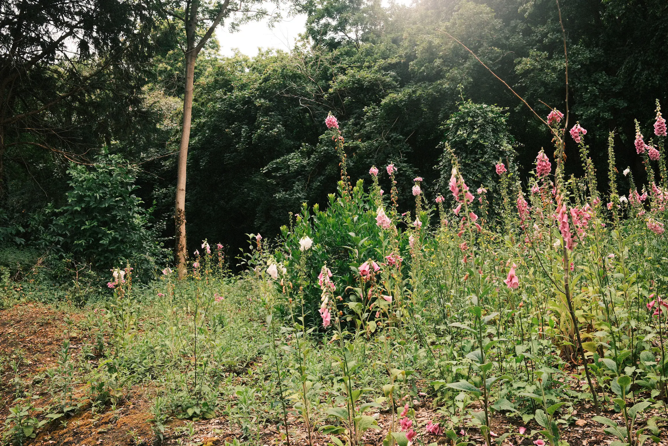 a photo looking into the woods, in the foreground pink foxgloves stand tall