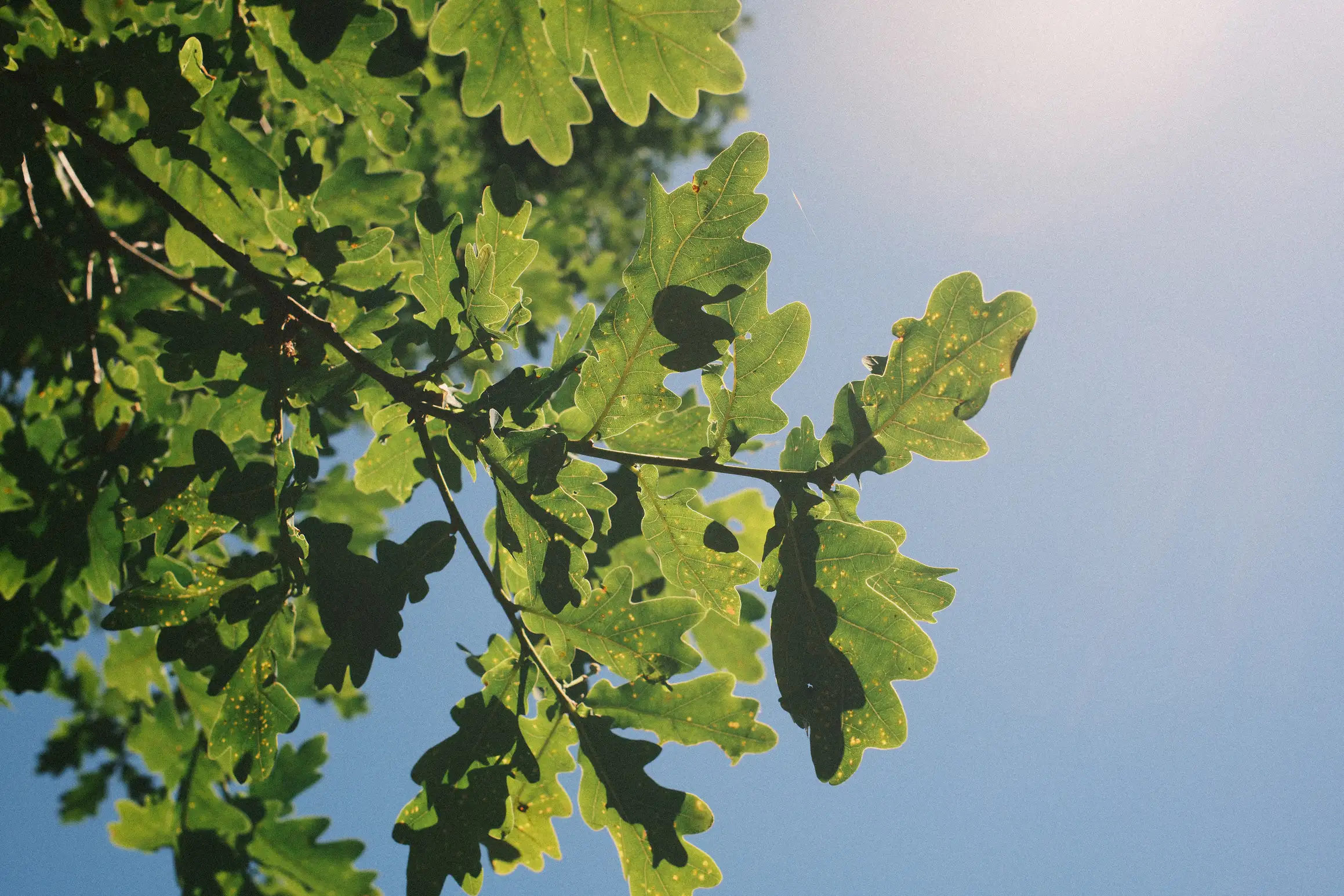 A photo looking up at the sky through green oak leaves. The detail of the leaves made visible by the sun shining through from behind.