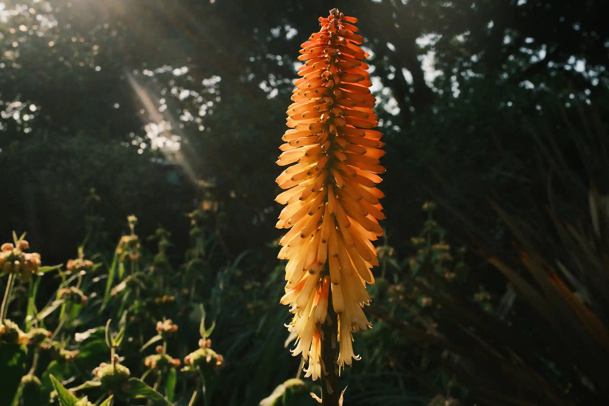 Every morning sun brings colour to a flower.