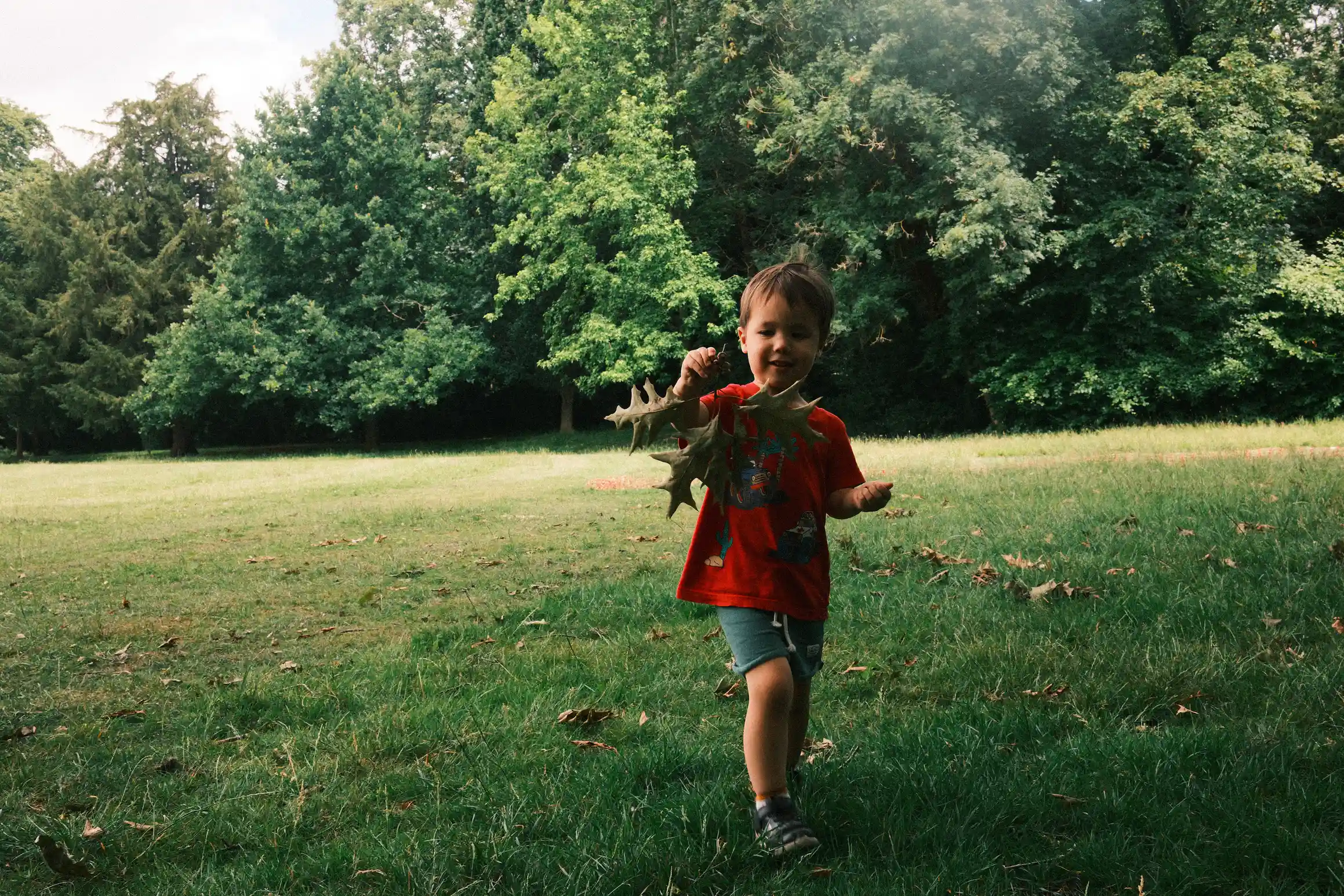 A boy in a field holds up a branch covered in leaves. Close to his hand, young acorns can be seen hanging on the branch.