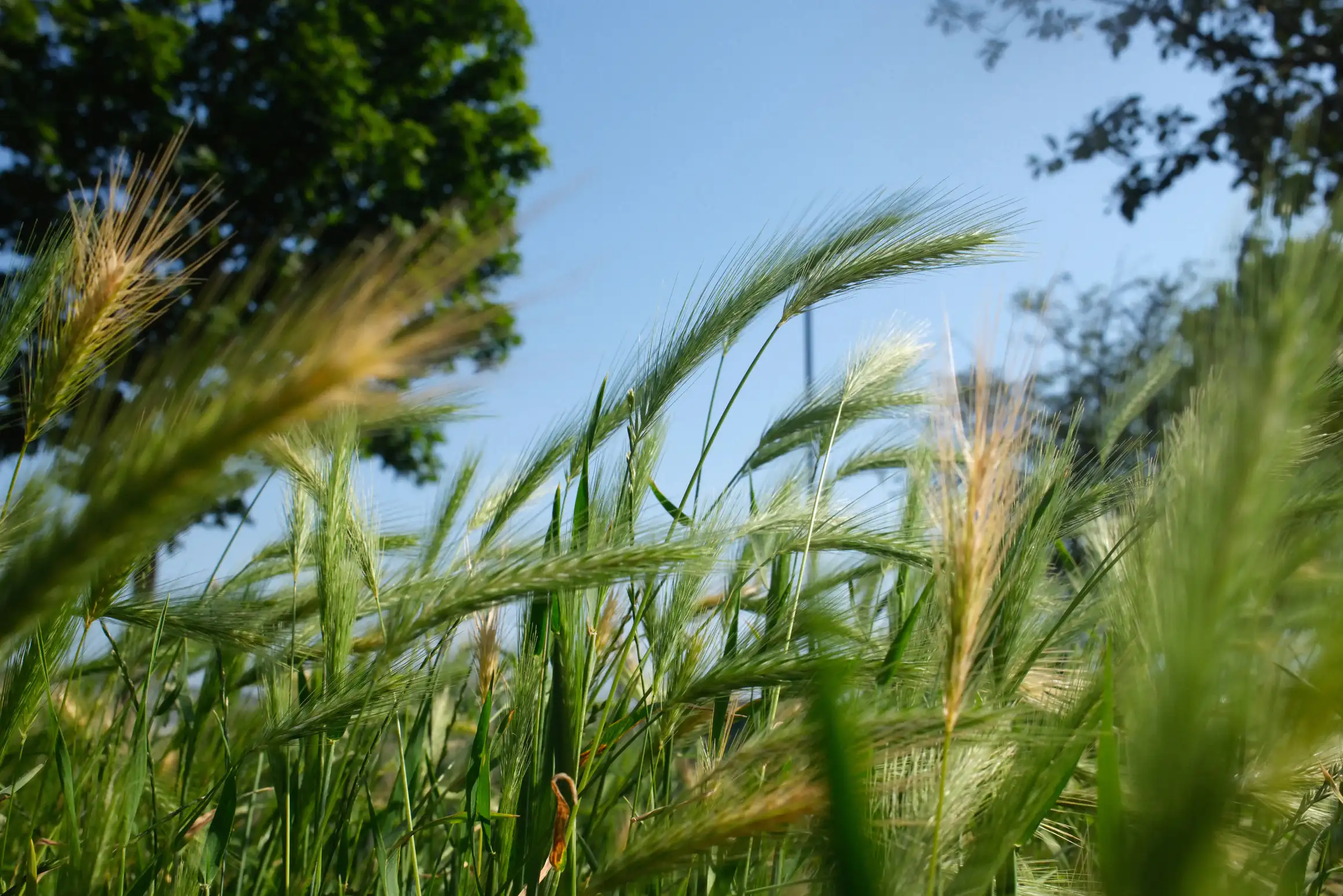 A photo taken from ground level, looking up through grass. Trees and blue sky can be seen in the background.