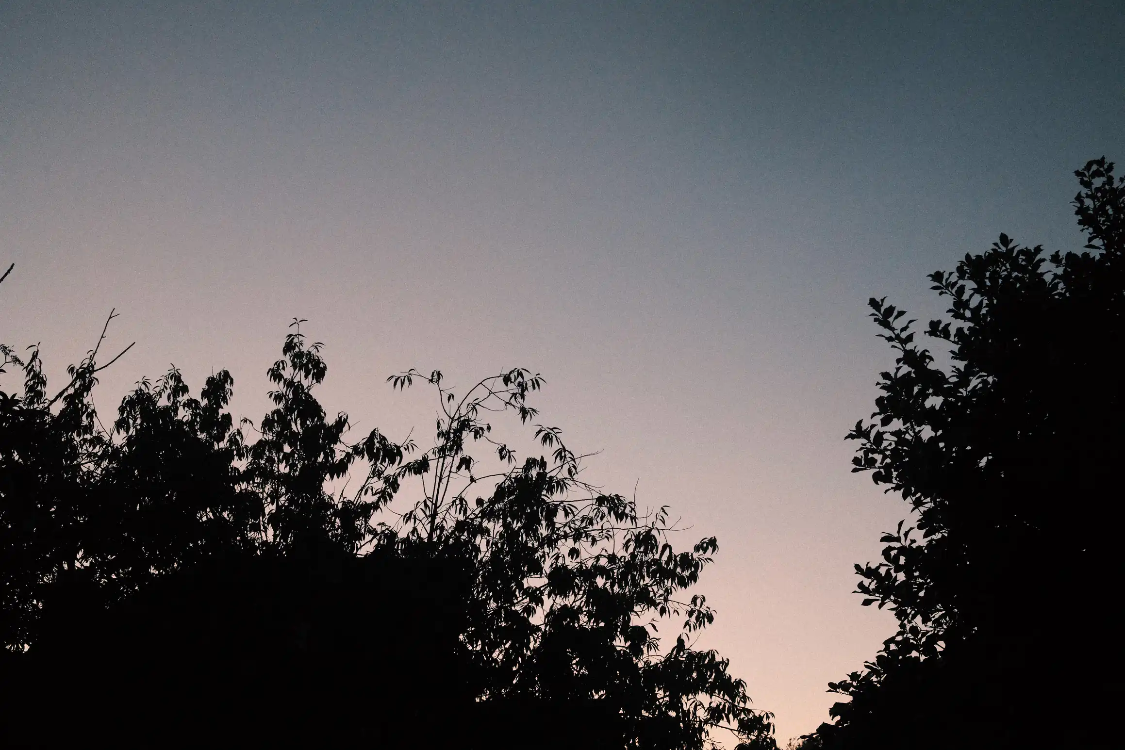 A photo looking up at the night sky. Trees in the foreground are silhouetted against the late evening sky.