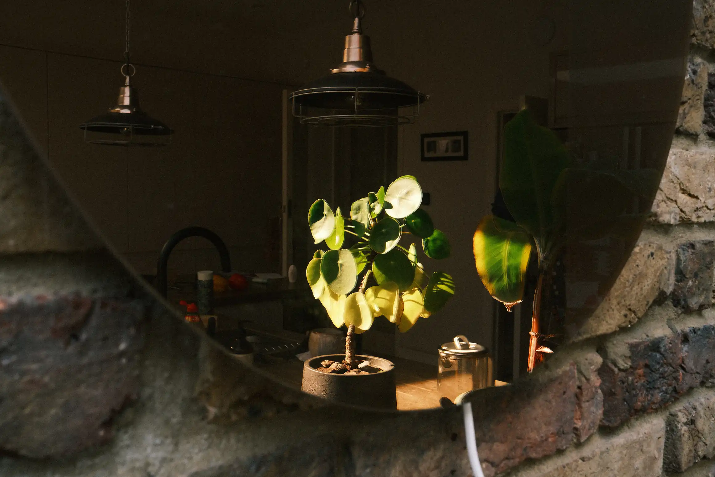 a photo taken in a round mirror, much of the scene is dark but sunlight lights two indoor plants that can be seen in the reflection