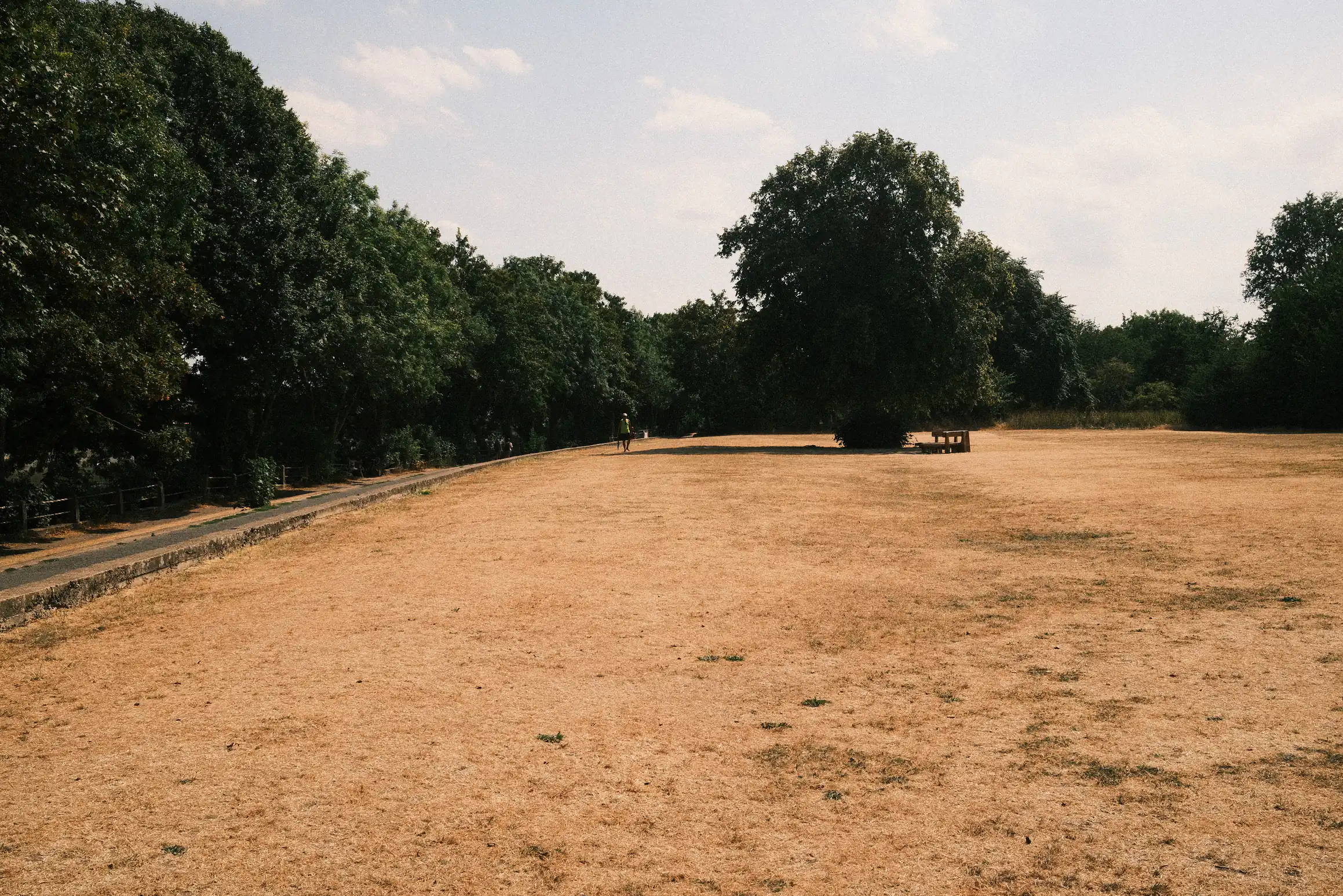 A photo looking along a towpath. The image is dominated by a big patch of dry yellow grass.