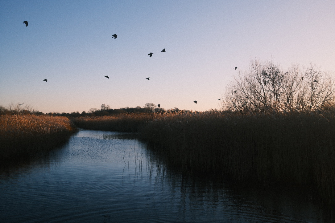 a small river at sunset, both banks lined by tall reeds, birds fly overhead
