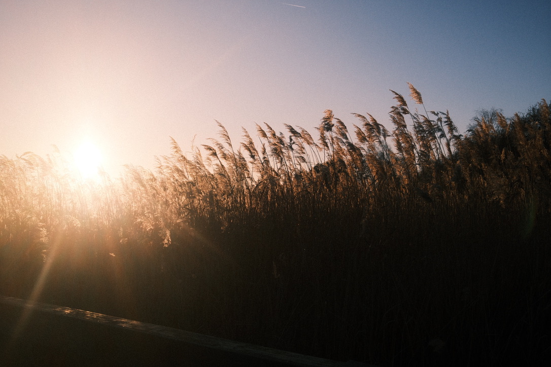 a photograph of tall reeds, the setting sun providing back light
