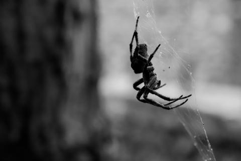 A black and white photo of spider clining to its web. The spider is seen side on, head towards the floor. The background in left half of the photo is significantly darker than the right, a shallow depth of field blurring out all detail behind the spider.