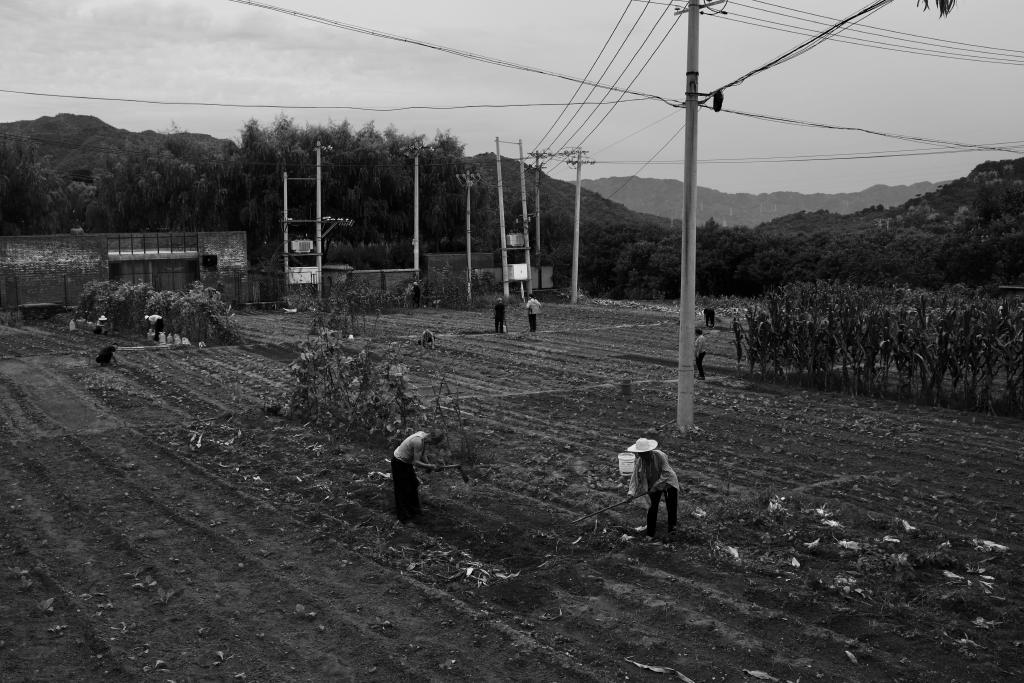 A black and white photo showing people at work in a cornfield. The field is divided up into sections, with furrows running from top left to bottom right in the photo. In the foreground, two people rake the ground. An electricity pole stands tall in the middle of the field with wires stretching towards all four corners. In the distance, you can see the mountain ranges of northern Beijing.