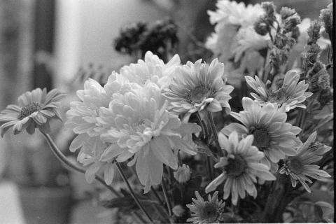 A grainy photo of some flowers. I took this photo as the opening photo on a new roll of film. After two failed attempts at development, I was keen to shoot simple scenes that I wouldn't miss should development fail for a third time. Developed in Ilfosol 3 (1+9).